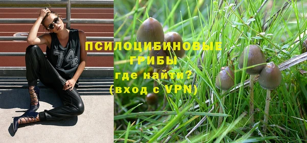 прущие грибы Елизово